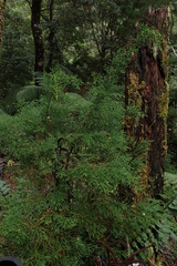 Lagarostrobos franklinii