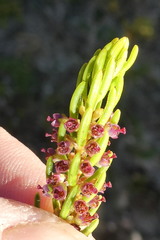 Erica coarctata