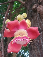 Couroupita guianensis