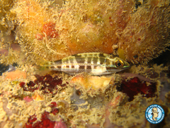 White-Shouldered Whiptail photo 3