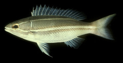 White-Shouldered Whiptail photo 2