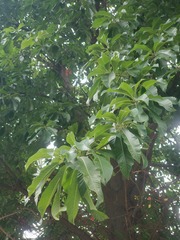 Couroupita guianensis