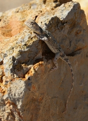 Tympanocryptis intima