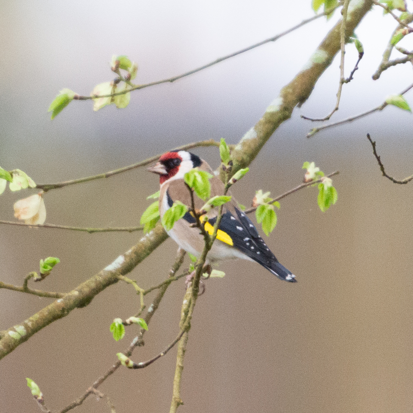 European Goldfinch