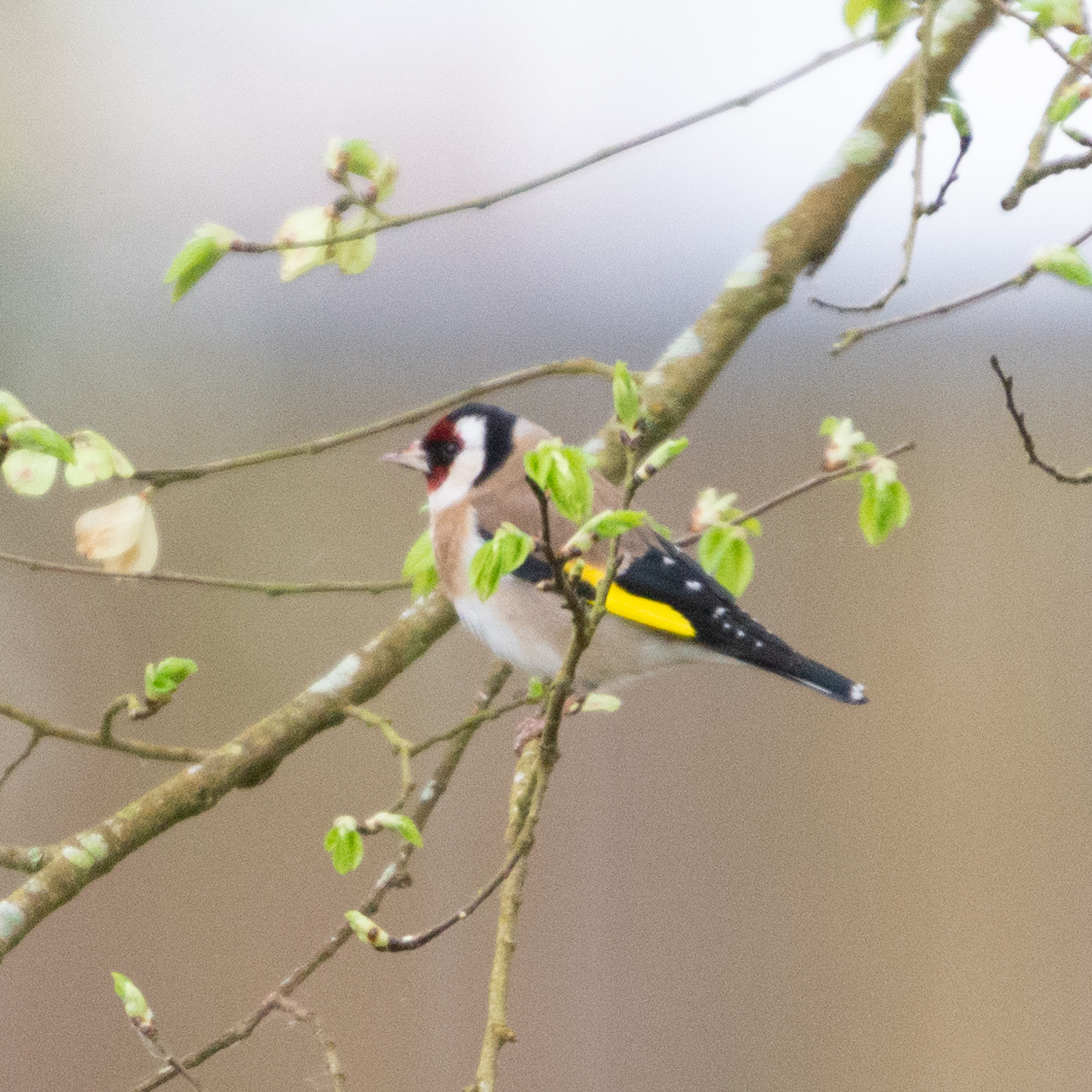 European Goldfinch