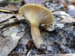 Lactifluus petersenii