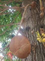 Couroupita guianensis