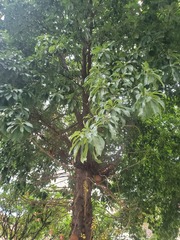 Couroupita guianensis