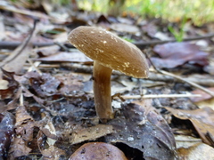Lactifluus petersenii