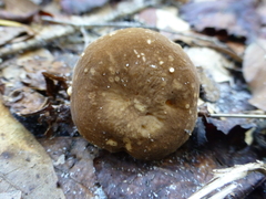 Lactifluus petersenii
