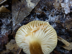 Lactifluus petersenii