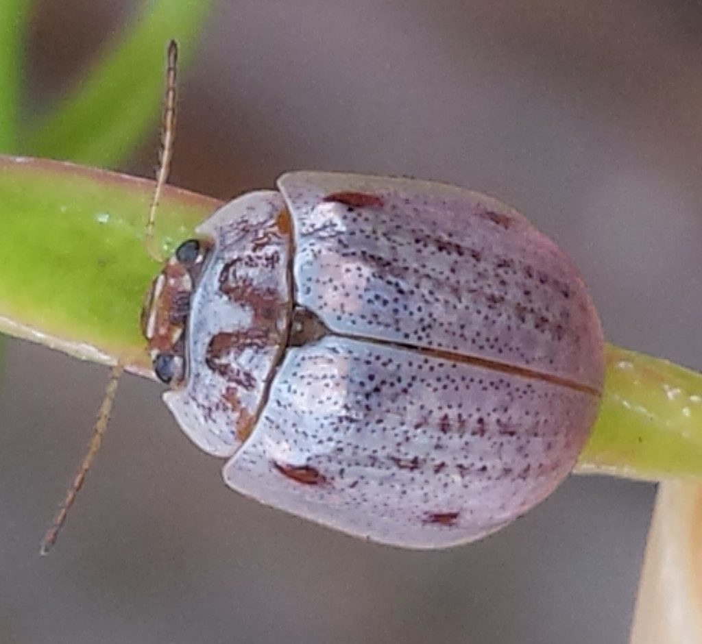 Eucalyptus Leaf Beetle (Insects of Occidental) · iNaturalist