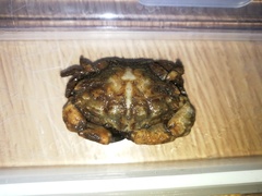 Macromedaeus distinguendus