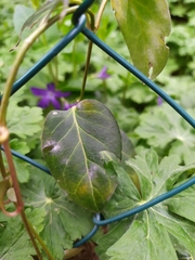 Golovinomyces vincae