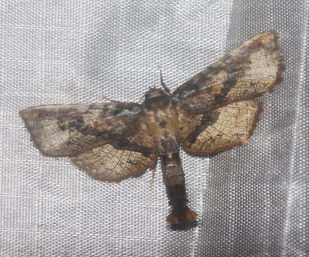 Sinecalca