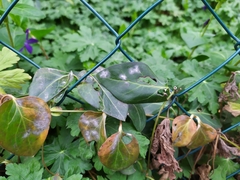 Golovinomyces vincae