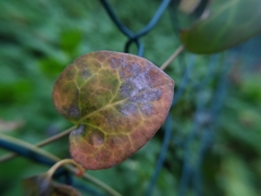 Golovinomyces vincae
