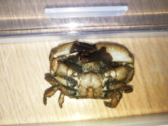 Macromedaeus distinguendus