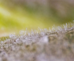 Golovinomyces vincae