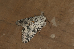 Arctioptera cavillator