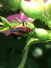 Taedia