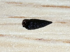 Coriophora fusca