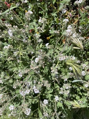 Phacelia cicutaria hispida