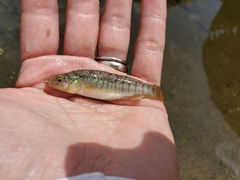 Fundulus confluentus