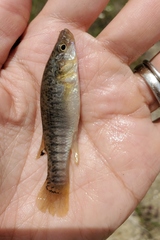 Fundulus confluentus