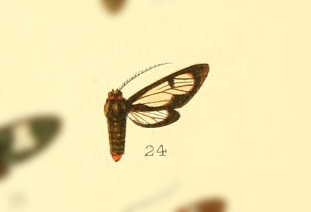 Pheia haemapera