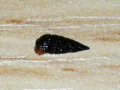 Coriophora fusca