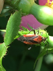 Taedia