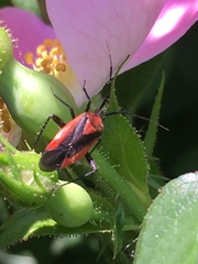 Taedia