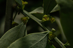 Osyris lanceolata