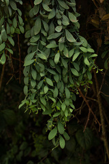 Osyris lanceolata