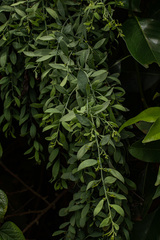 Osyris lanceolata
