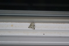 Maliattha concinnimacula