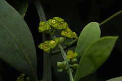 Osyris lanceolata