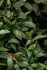 Osyris lanceolata