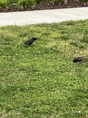 Sturnus vulgaris