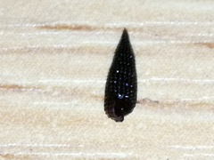 Coriophora fusca