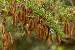 Ormocarpum trichocarpum