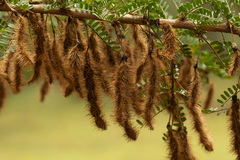 Ormocarpum trichocarpum