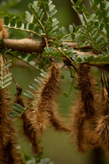 Ormocarpum trichocarpum