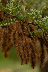 Ormocarpum trichocarpum