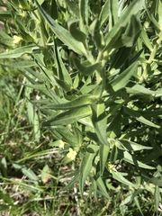 Lithospermum ruderale
