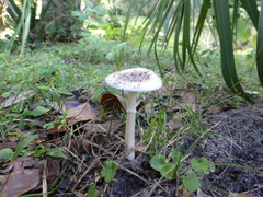 Amanita murrilliana