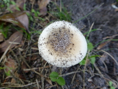 Amanita murrilliana