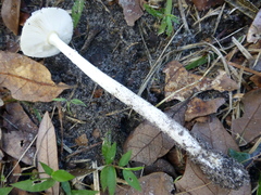 Amanita murrilliana