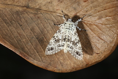 Lichnoptera pollux